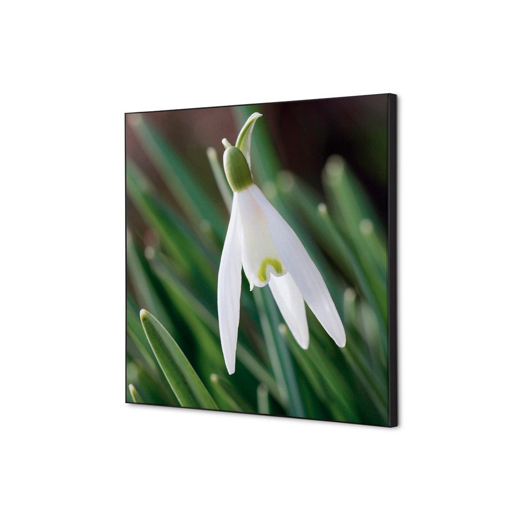 Spannstoff Wanddekoration SET 40 x 40 Motiv „Weiße Blume Schneeglöckchen“