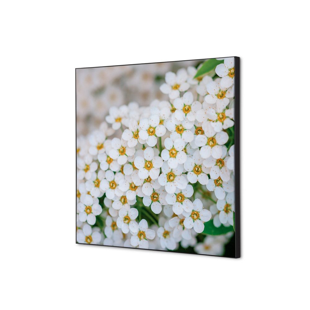 Spannstoff Wanddekoration SET 40 x 40 Motiv „Weiße Blume Spirea“