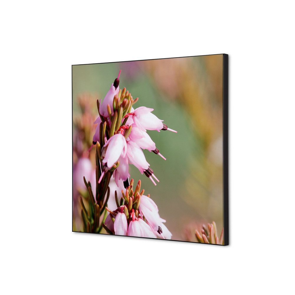 Spannstoff Wanddekoration SET 40 x 40 Motiv „Pinke Blume Erica“