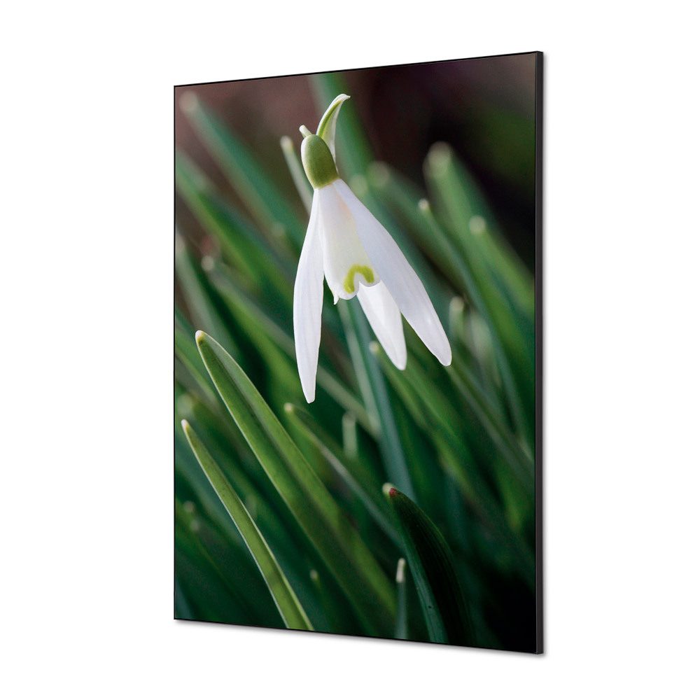 Spannstoff Wanddekoration SET A1 Motiv „Weiße Blume Schneeglöckchen“