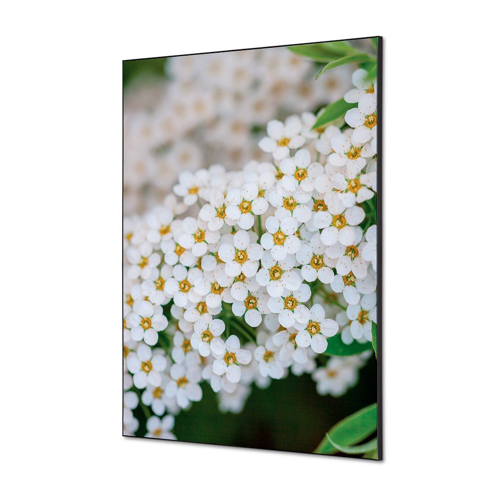 Spannstoff Wanddekoration SET A1 Motiv „Weiße Blume Spirea“