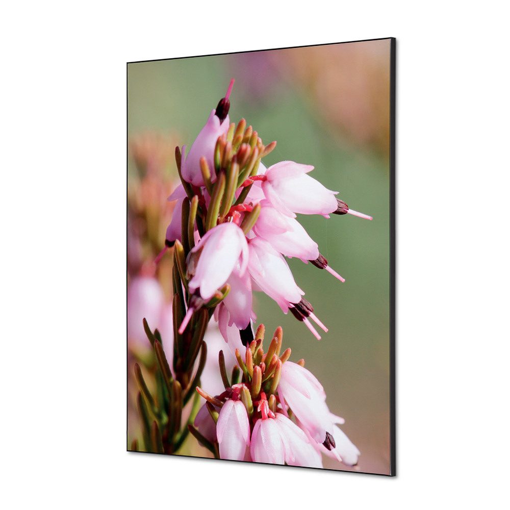 Spannstoff Wanddekoration SET A1 Motiv „Pinke Blume Erica“