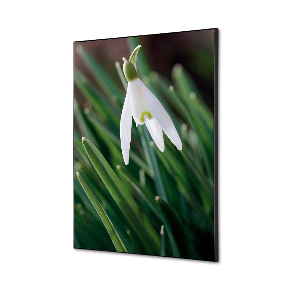 Spannstoff Wanddekoration SET A2 Motiv „Weiße Blume Schneeglöckchen“