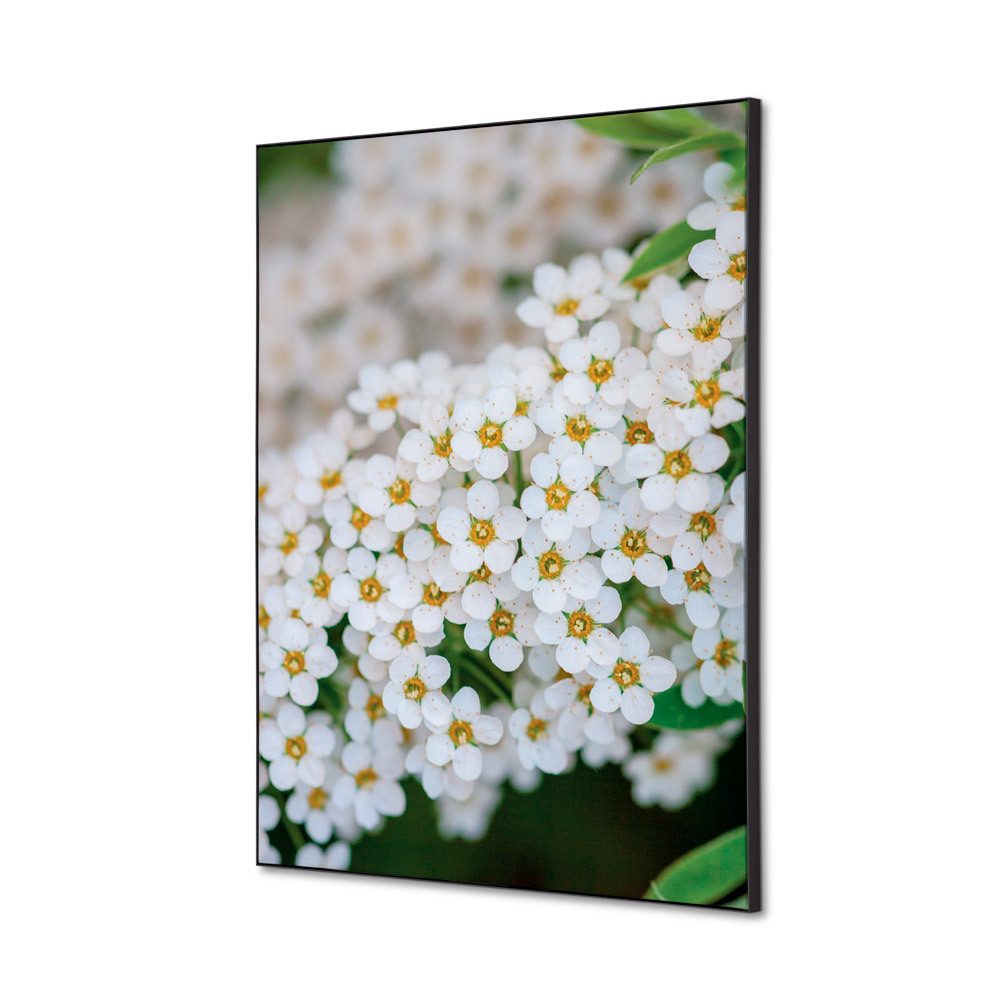 Spannstoff Wanddekoration SET A2 Motiv „Weiße Blume Spirea“
