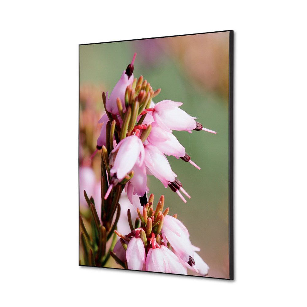 Spannstoff Wanddekoration SET A2 Motiv „Pinke Blume Erica“