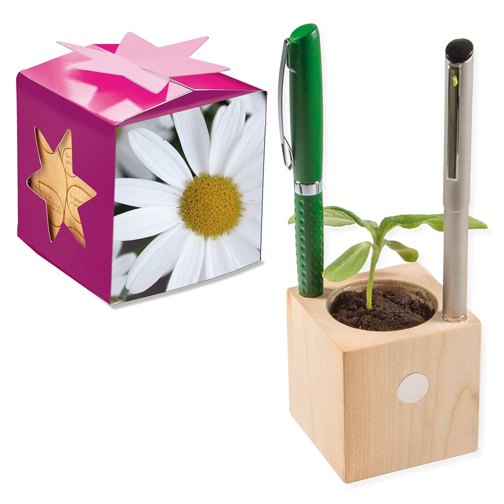 Pflanz-Holz Büro Star-Box mit Samen, Margerite, 2 Seiten gelasert