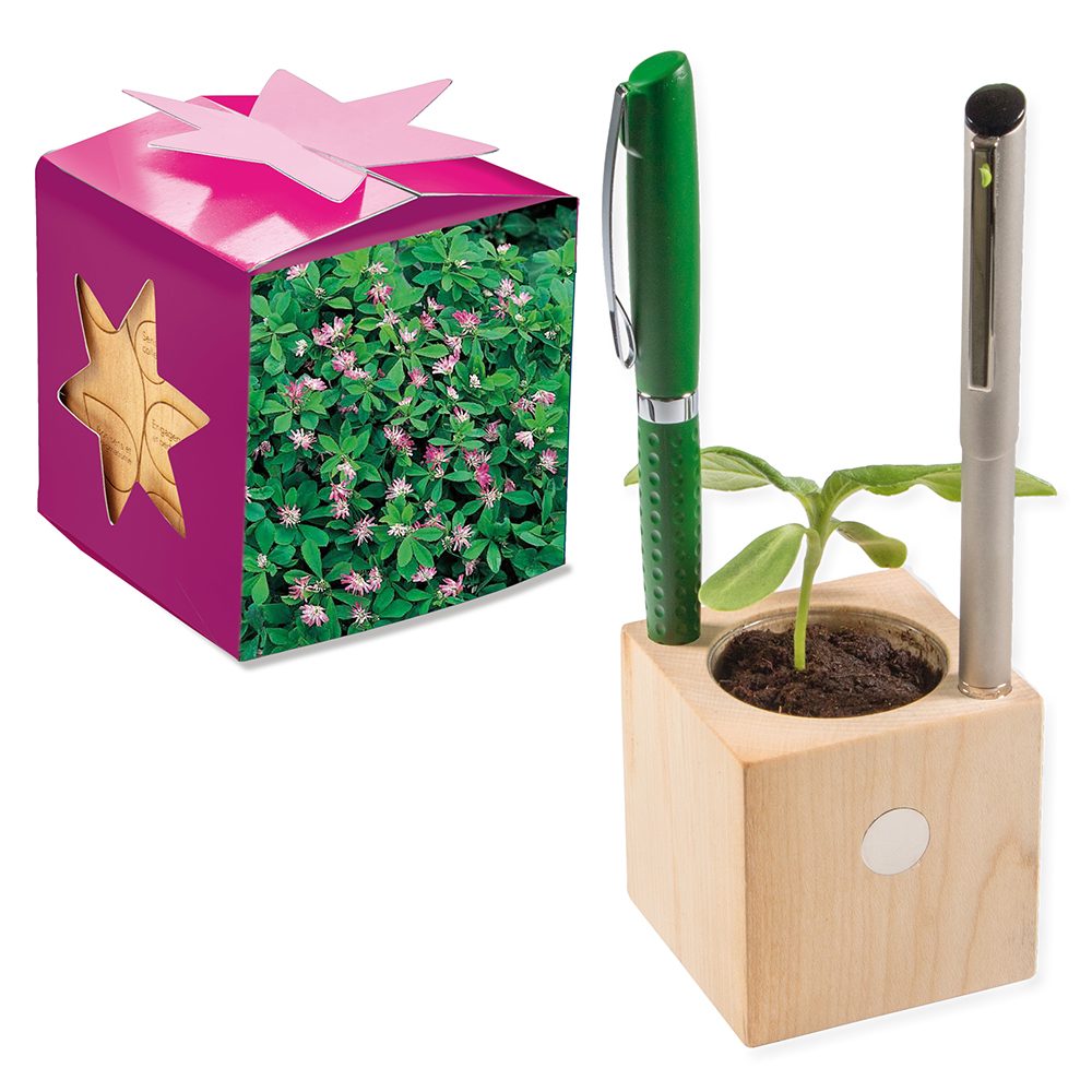 Pflanz-Holz Büro Star-Box mit Samen, Persischer Klee, 2 Seiten gelasert