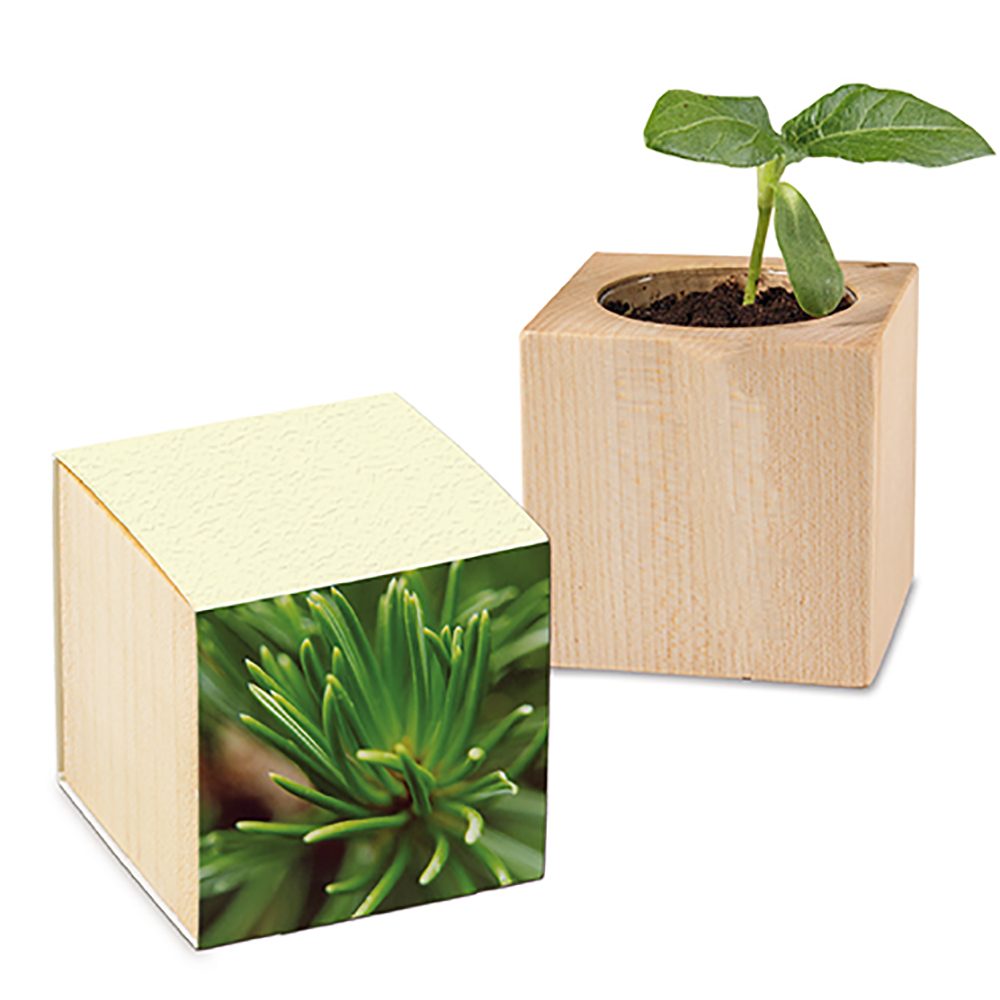 Pflanz-Holz mit Samen (Graspapier-Banderole), Fichte, 1 Seite gelasert
