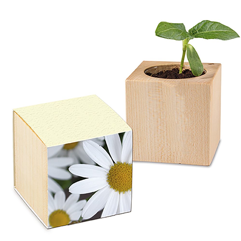Pflanz-Holz mit Samen (Graspapier-Banderole), Margerite, 1 Seite gelasert