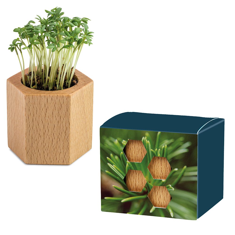 Pflanz-Holz Hexagon mit Samen, Fichte, 1 Seite gelasert