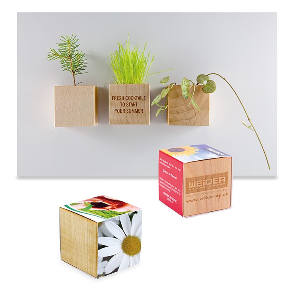 Pflanz-Holz Magnet mit Samen, Margerite, 2 Seiten gelasert