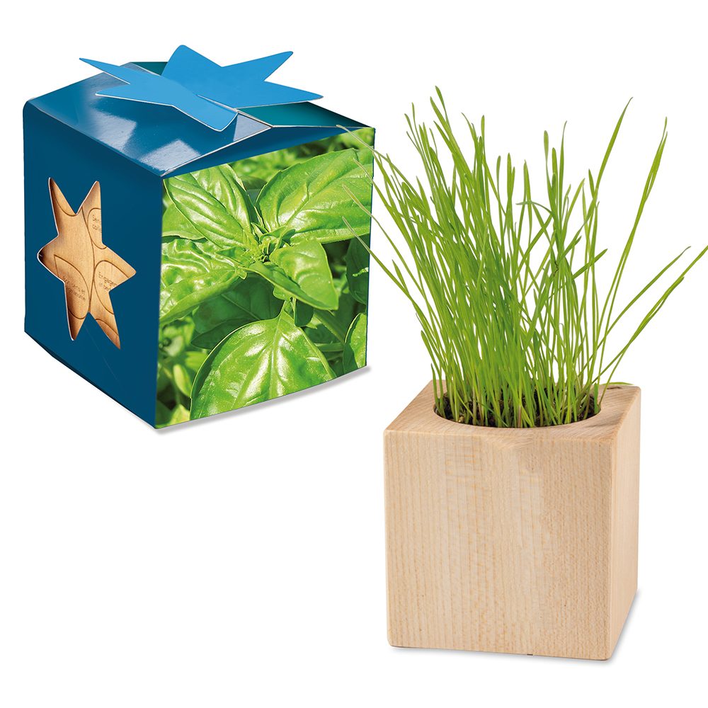 Pflanz-Holz Maxi Star-Box mit Samen, Basilikum, 1 Seite gelasert