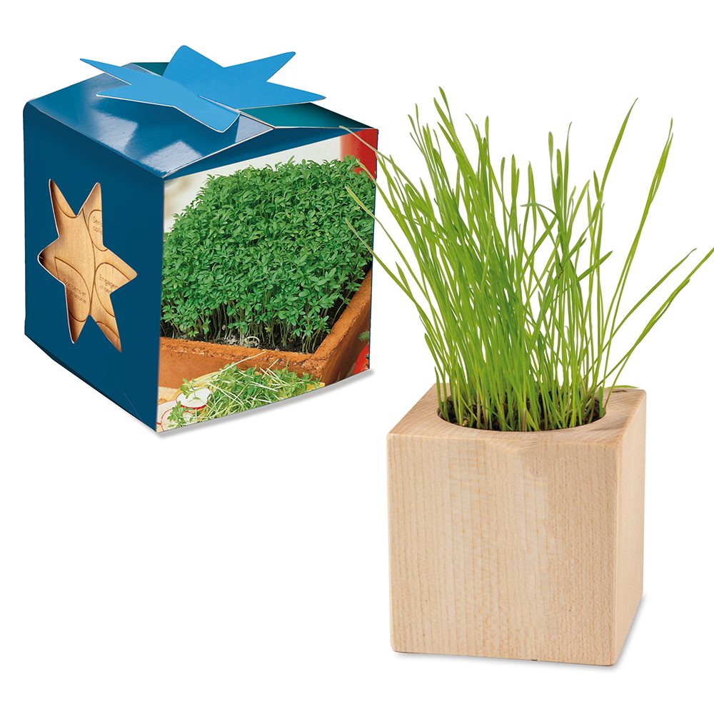 Pflanz-Holz Maxi Star-Box mit Samen, Gartenkresse, 2 Seiten gelasert