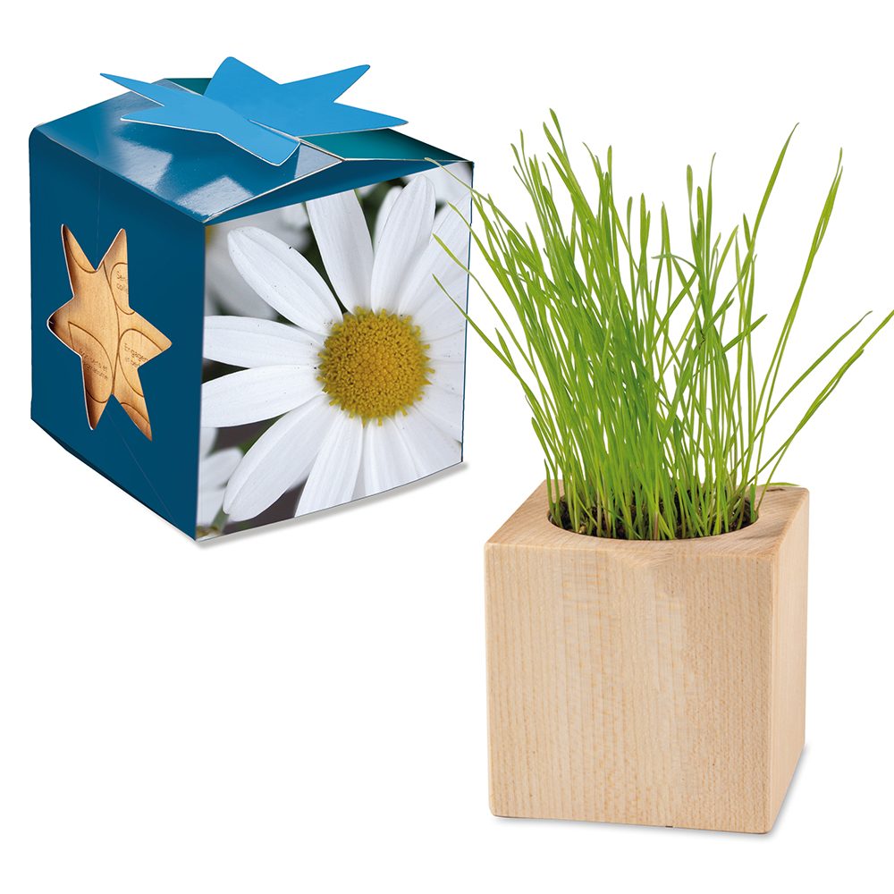 Pflanz-Holz Maxi Star-Box mit Samen, Margerite, 2 Seiten gelasert