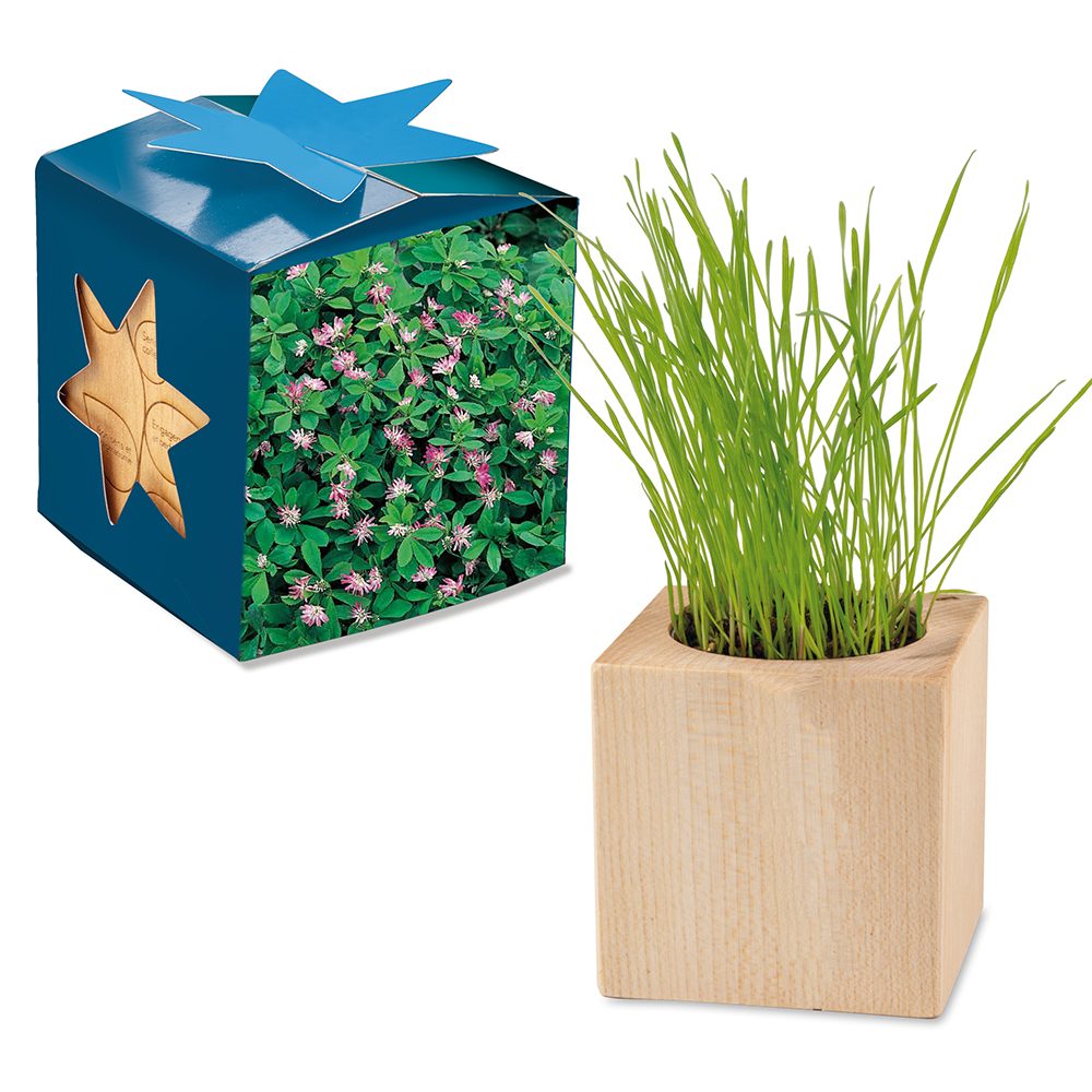 Pflanz-Holz Maxi Star-Box mit Samen, Persischer Klee, 2 Seiten gelasert