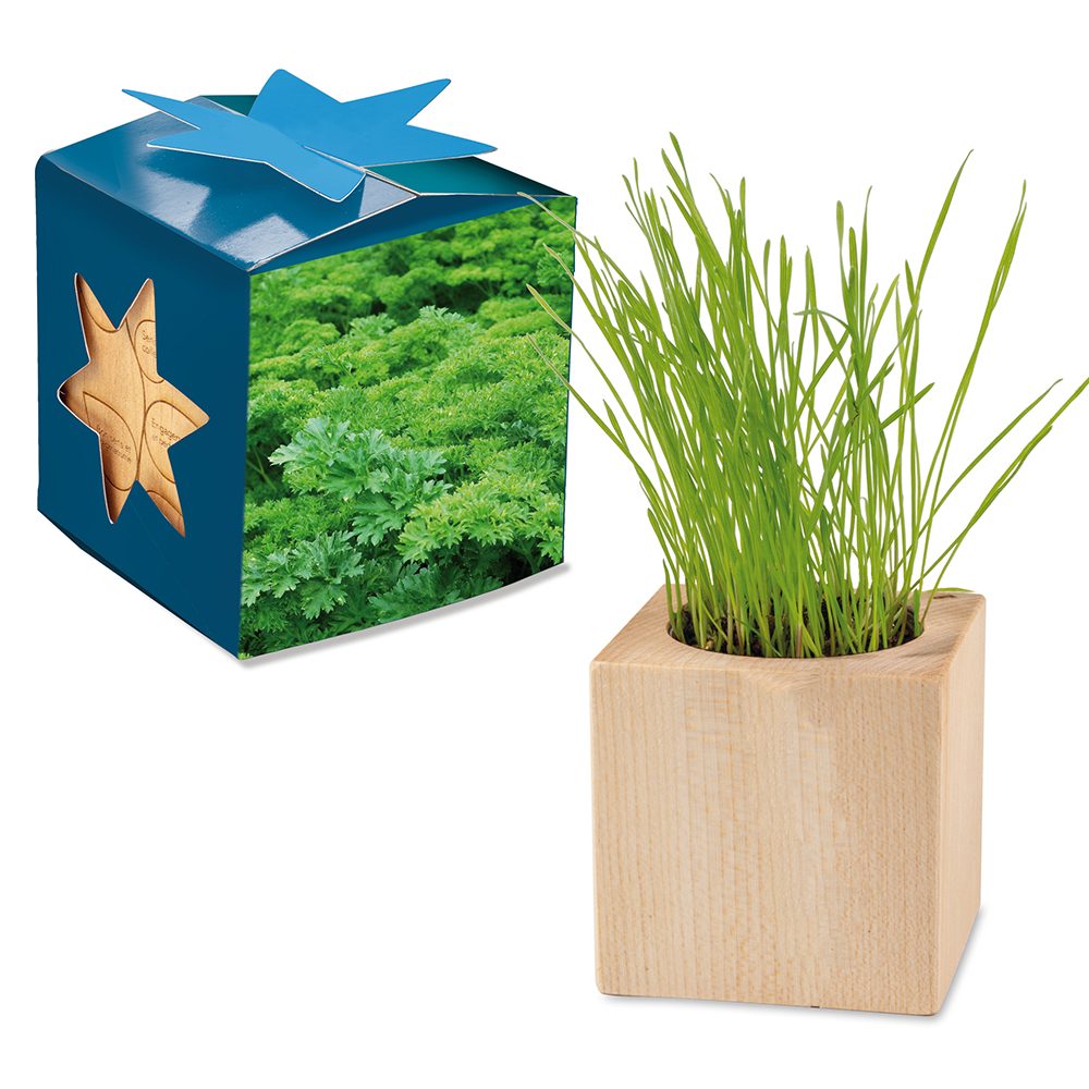 Pflanz-Holz Maxi Star-Box mit Samen, Petersilie, 2 Seiten gelasert