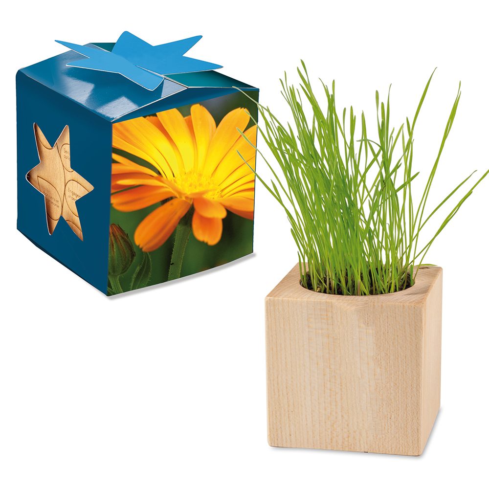 Pflanz-Holz Maxi Star-Box mit Samen, Ringelblume, 2 Seiten gelasert