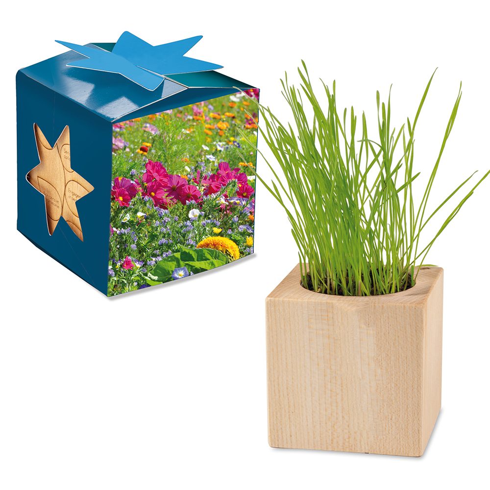 Pflanz-Holz Maxi Star-Box mit Samen, Sommerblumenmischung, 1 Seite gelasert