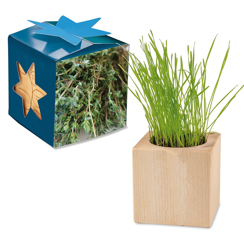 Pflanz-Holz Maxi Star-Box mit Samen, Thymian, 2 Seiten gelasert