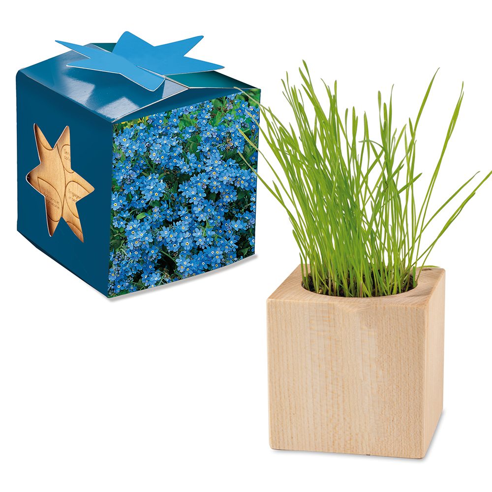 Pflanz-Holz Maxi Star-Box mit Samen, Vergissmeinnicht, 1 Seite gelasert