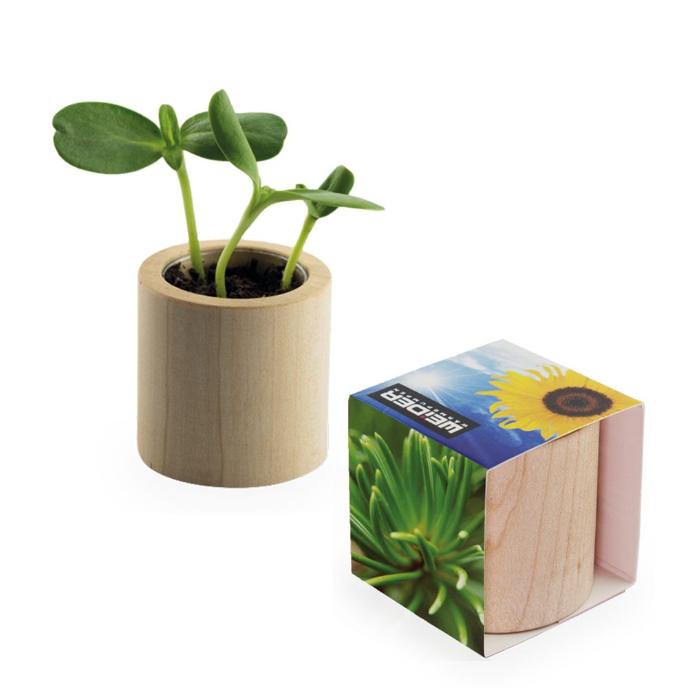 Pflanz-Holz rund mit Samen, Fichte