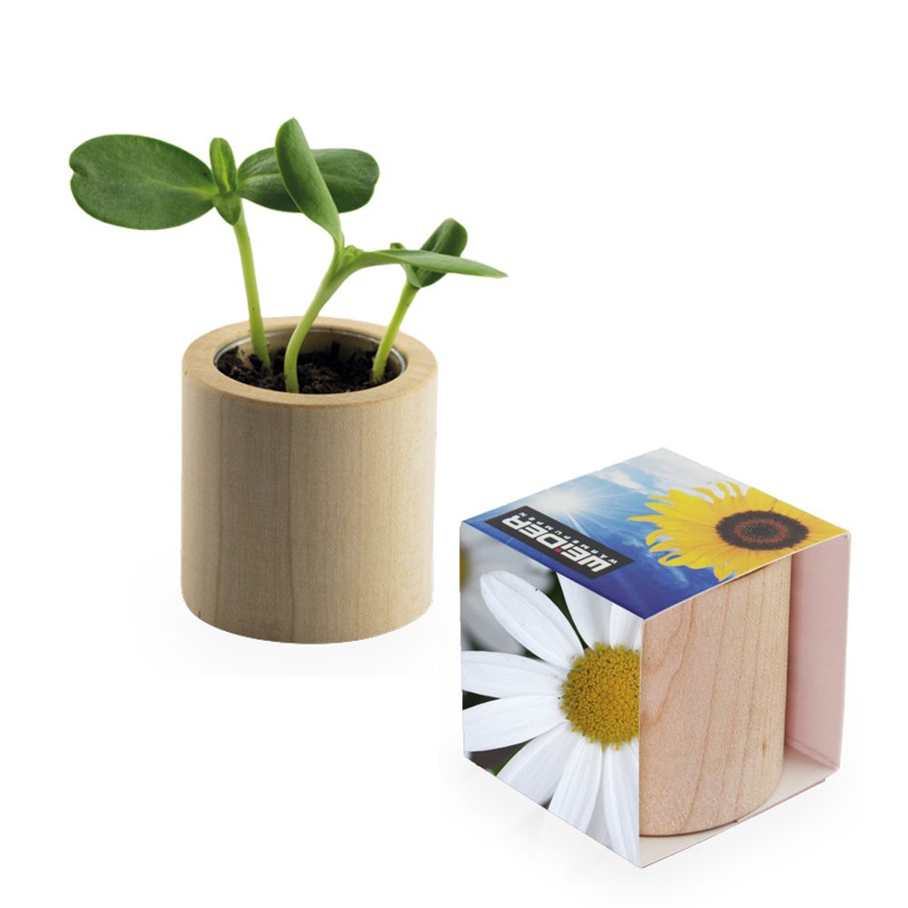 Pflanz-Holz rund mit Samen, Margerite, Lasergravur
