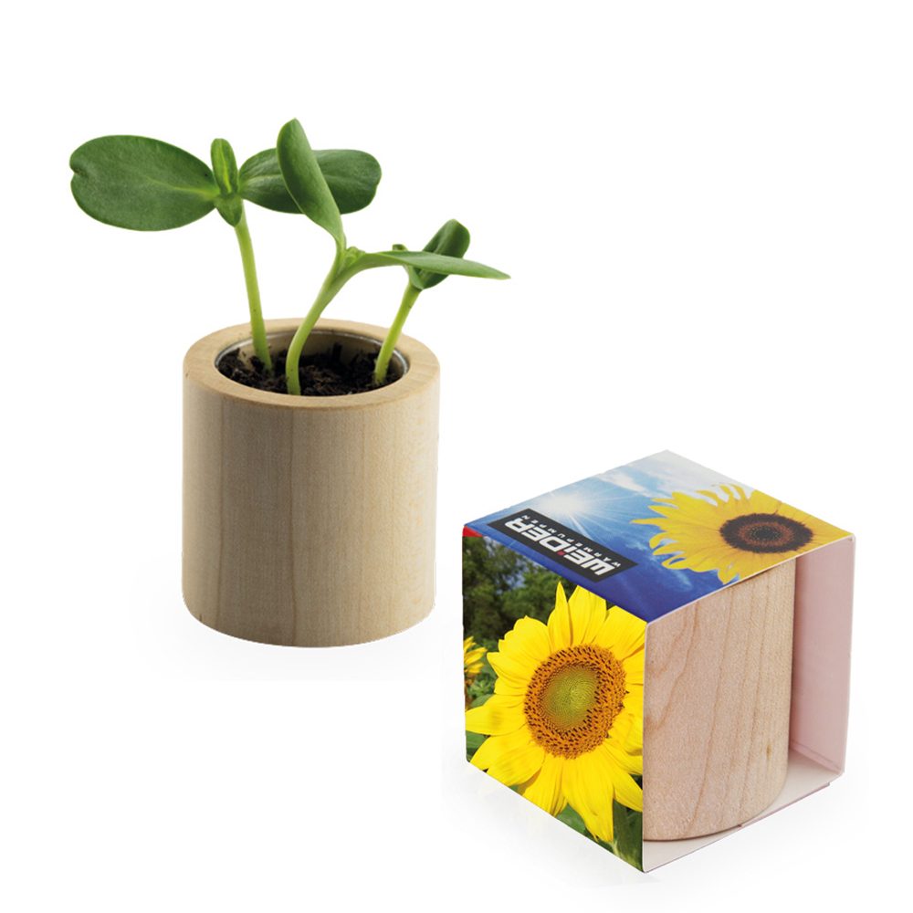 Pflanz-Holz rund mit Samen, Sonnenblume