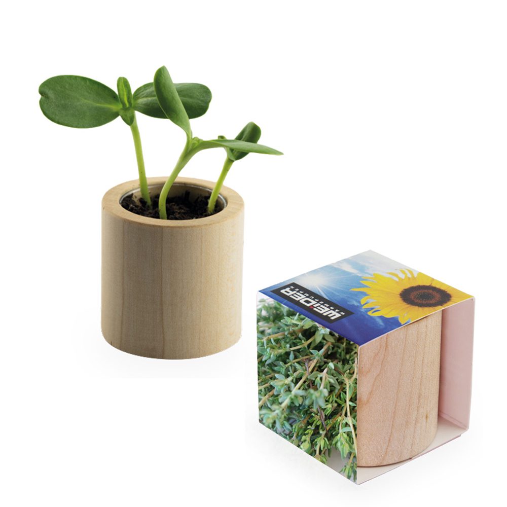 Pflanz-Holz rund mit Samen, Thymian