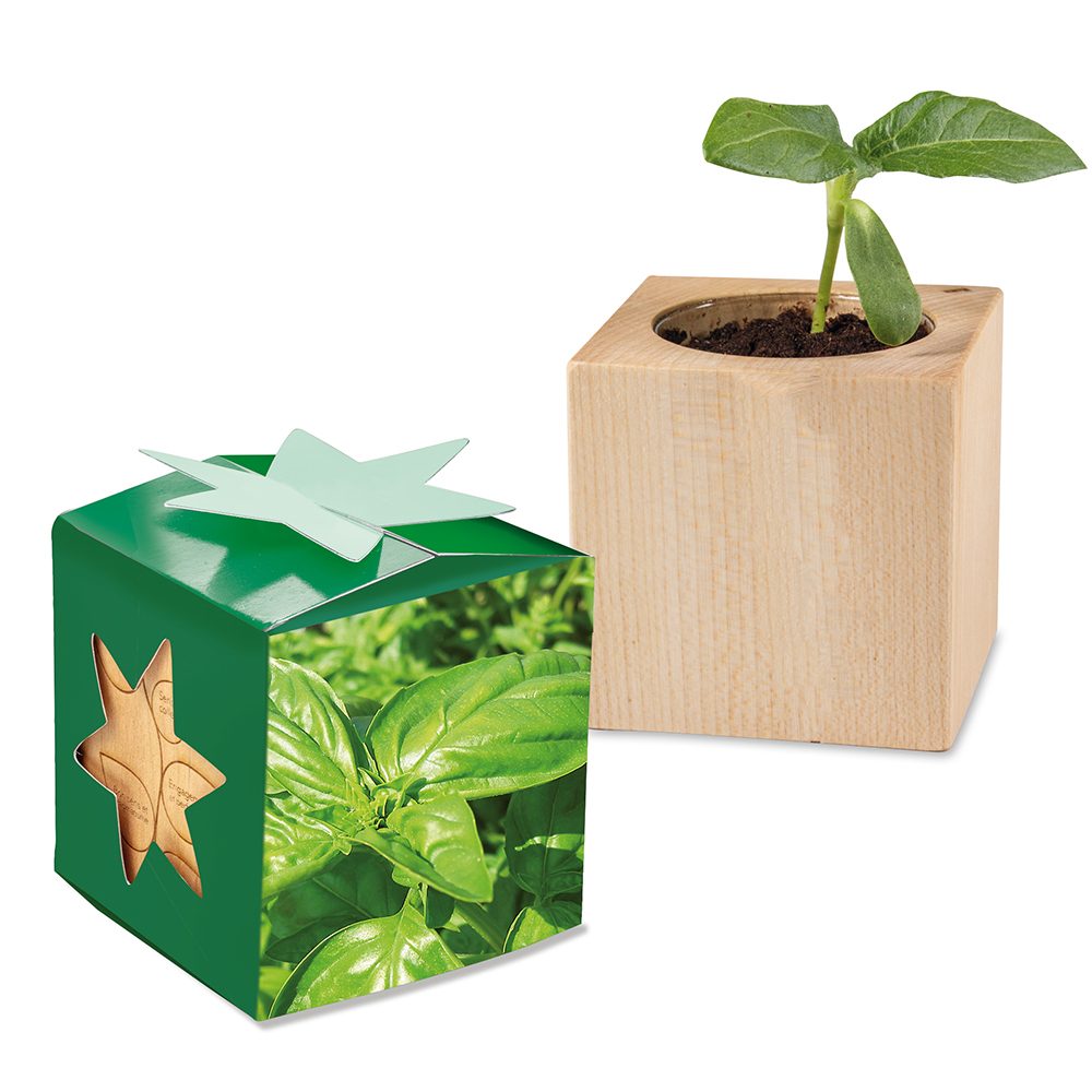 Pflanz-Holz Star-Box mit Samen, Basilikum, 1 Seite gelasert