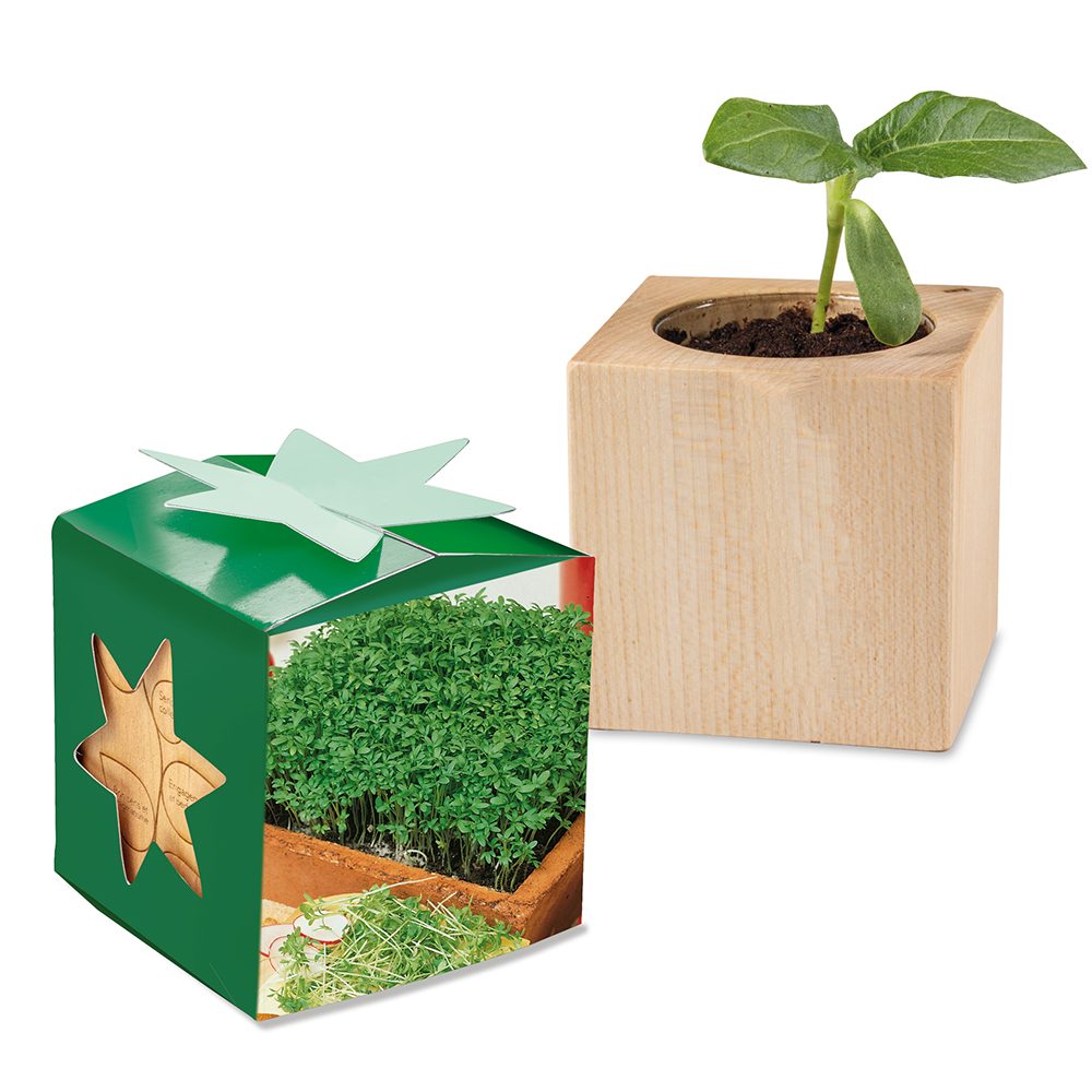 Pflanz-Holz Star-Box mit Samen, Gartenkresse, 1 Seite gelasert