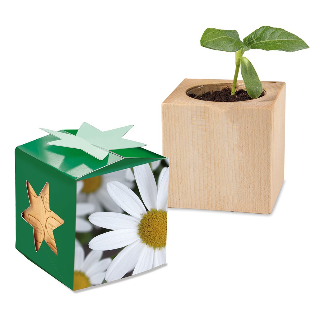 Pflanz-Holz Star-Box mit Samen, Margerite, 2 Seiten gelasert