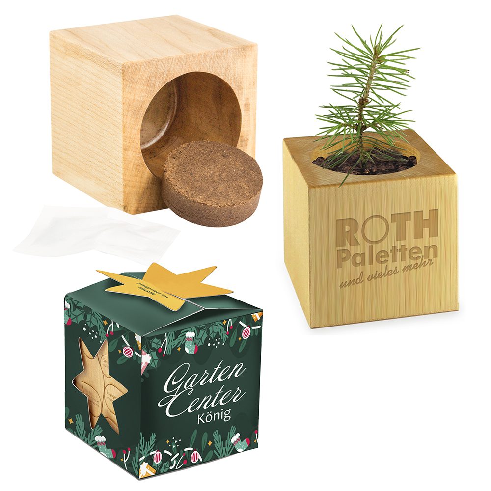 Pflanz-Holz Büro Star-Box Xmas mit Fichtensamen, Fichte, 1 Seite gelasert