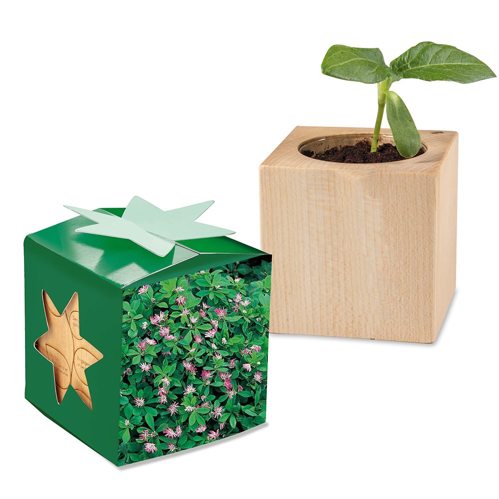 Pflanz-Holz Star-Box mit Samen, Persischer Klee, 1 Seite gelasert