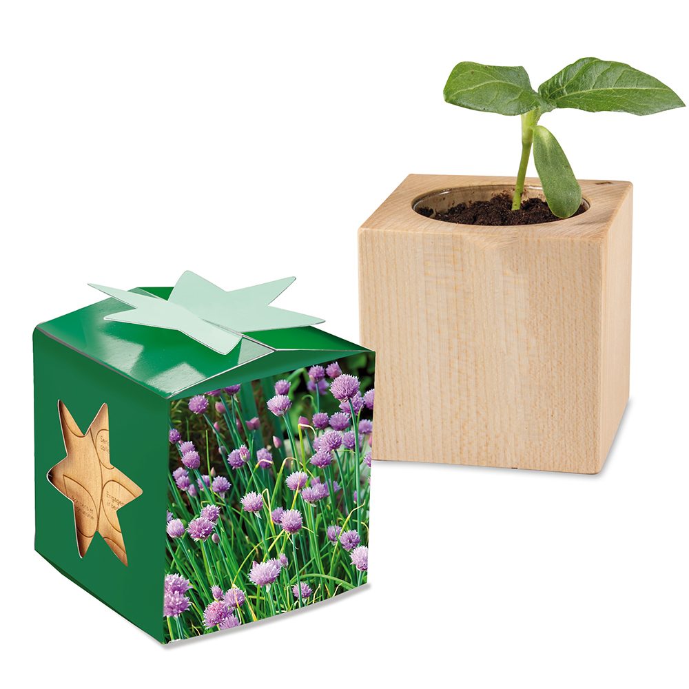 Pflanz-Holz Star-Box mit Samen, Schnittlauch, 2 Seiten gelasert