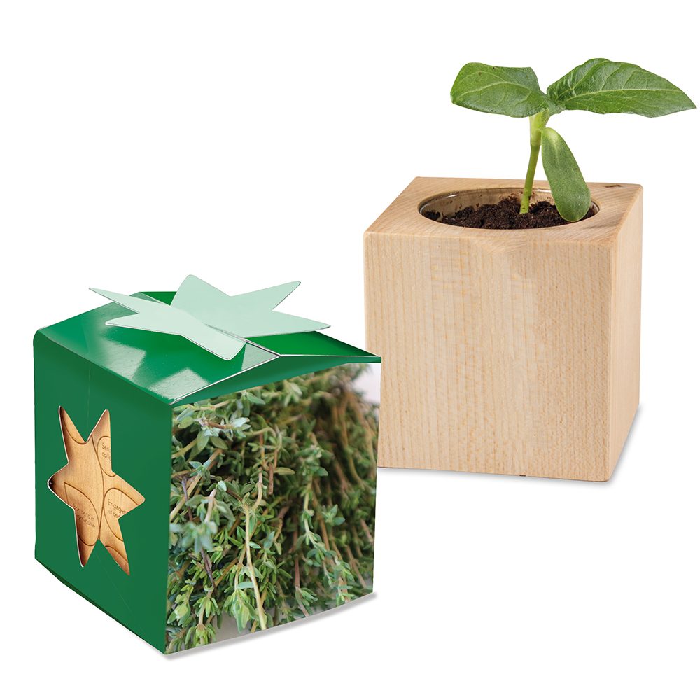 Pflanz-Holz Star-Box mit Samen, Thymian, 1 Seite gelasert