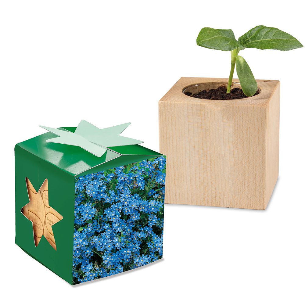 Pflanz-Holz Star-Box mit Samen, Vergissmeinnicht, 2 Seiten gelasert