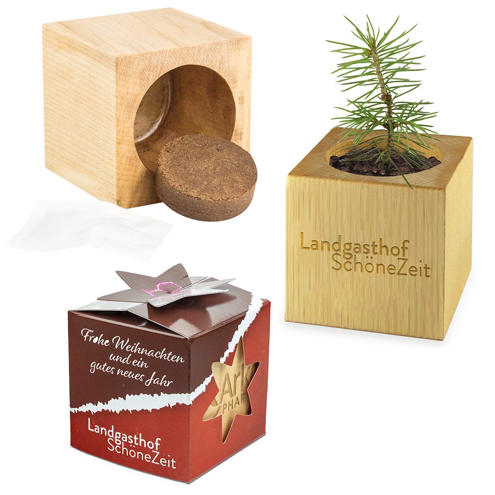 Pflanz-Holz Star-Box Xmas mit Fichtensamen