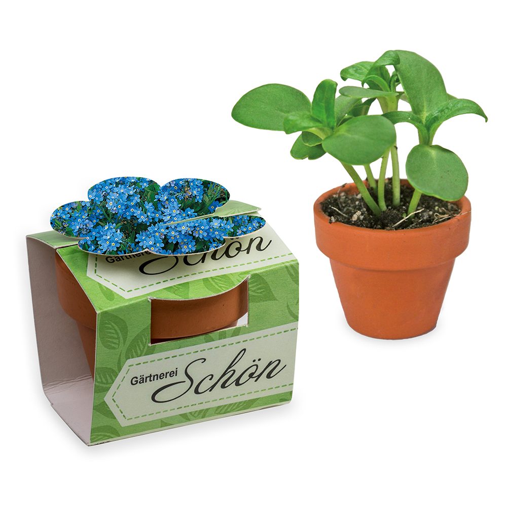 Tontöpfchen-Blume mit Samen, Vergissmeinnicht